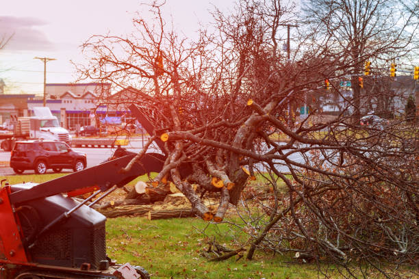Best Tree Health Inspection  in Rankin, PA